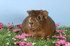 guinea pig