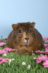 guinea pig