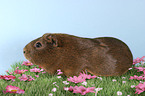 guinea pig