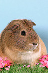 guinea pig