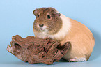 guinea pig