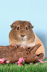 guinea pig