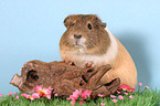 guinea pig