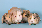 guinea pig with babies