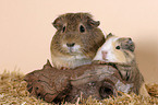 guinea pig with baby