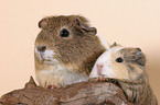 guinea pig with baby