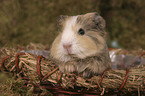 guinea pig in the basket