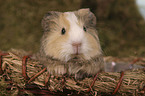 guinea pig in the basket