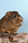 guinea pig