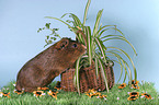 guinea pig