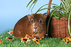 guinea pig