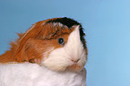 guinea pig