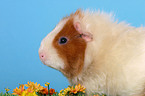 guinea pig portrait