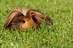 longhaired guinea pig