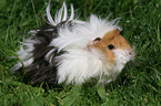 guinea pig