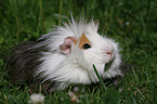 guinea pig