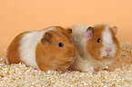 2 guinea pigs