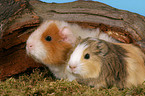 2 guinea pigs