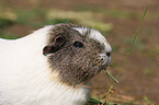 guinea pig