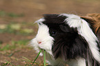 guinea pig