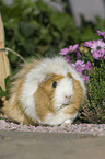 guinea pig