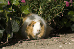 guinea pig