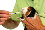 guinea pig gets vitamins