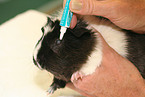 guinea pig gets eye ointment