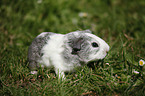 young guinea pig