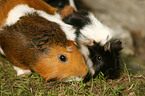 guinea pigs