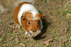 young guinea pig