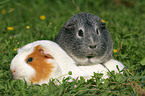 2 guinea pigs in the meadow