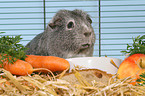 guinea pig in cage