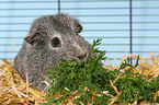 guinea pig in cage