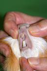 teeth control guinea pig