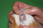 teeth control guinea pig