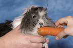 guinea pig