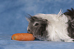 guinea pig