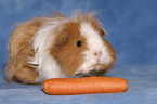 guinea pig