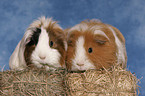 guinea pigs