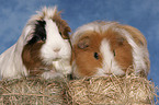 guinea pigs