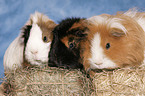 guinea pigs