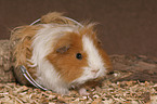 guinea pig