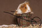 guinea pig