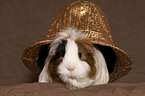 guinea pig