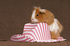 guinea pig