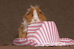 guinea pig