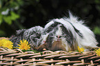 guinea pigs