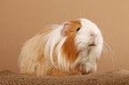 longhaired guinea pig