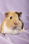 smooth-haired guinea pig